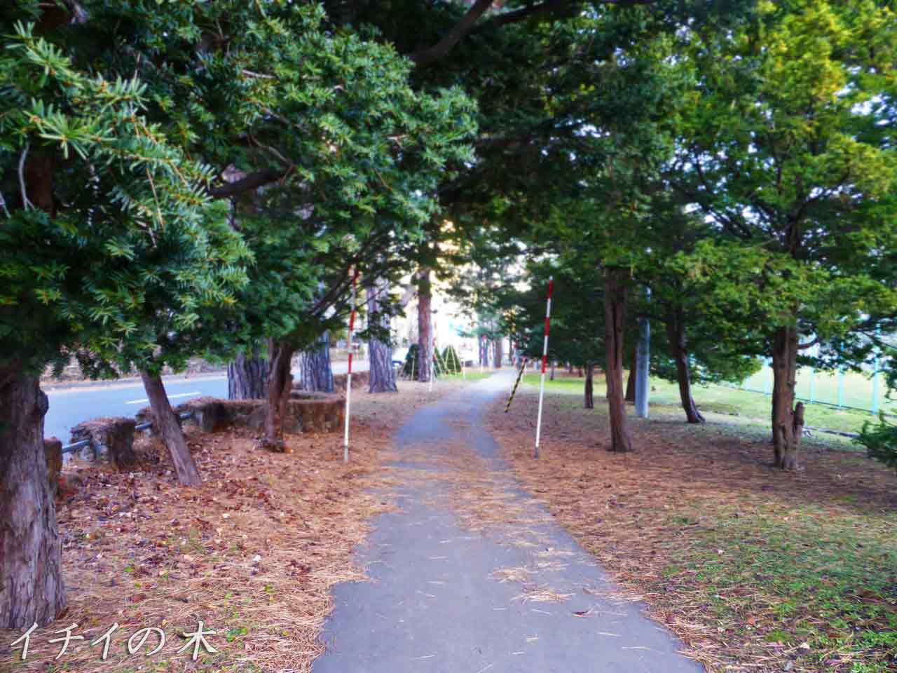 イチイの木