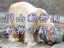 円山動物園、動物の紹介
