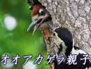 オオアカゲラ子育て