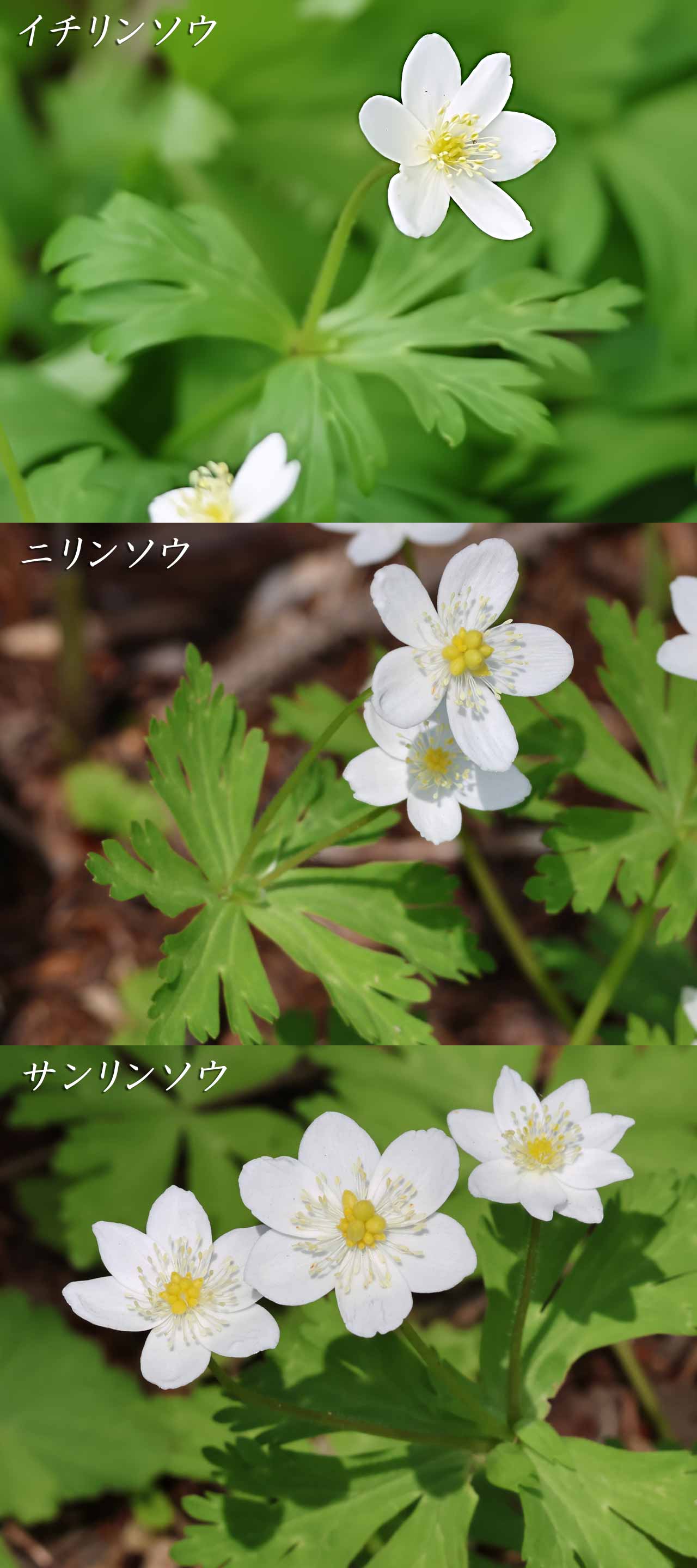 一輪草・二輪草・三輪草の違い図