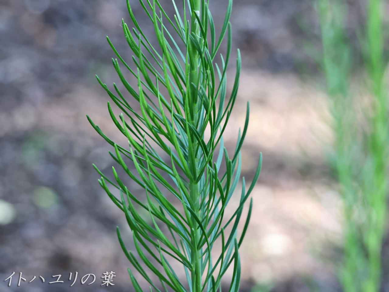 イトハユリ(糸葉百合)の葉