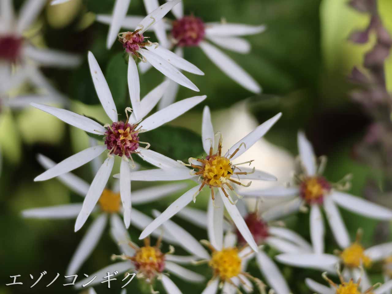 エゾノコンギク､管状花が黄色