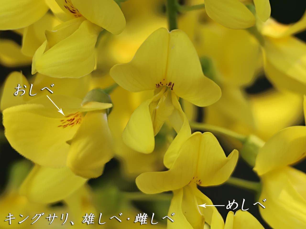 キングサリ、雄しべ、雌しべ図