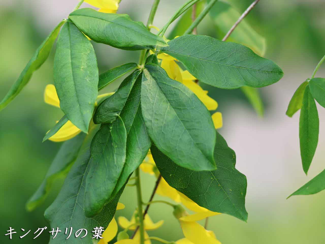 キングサリの葉