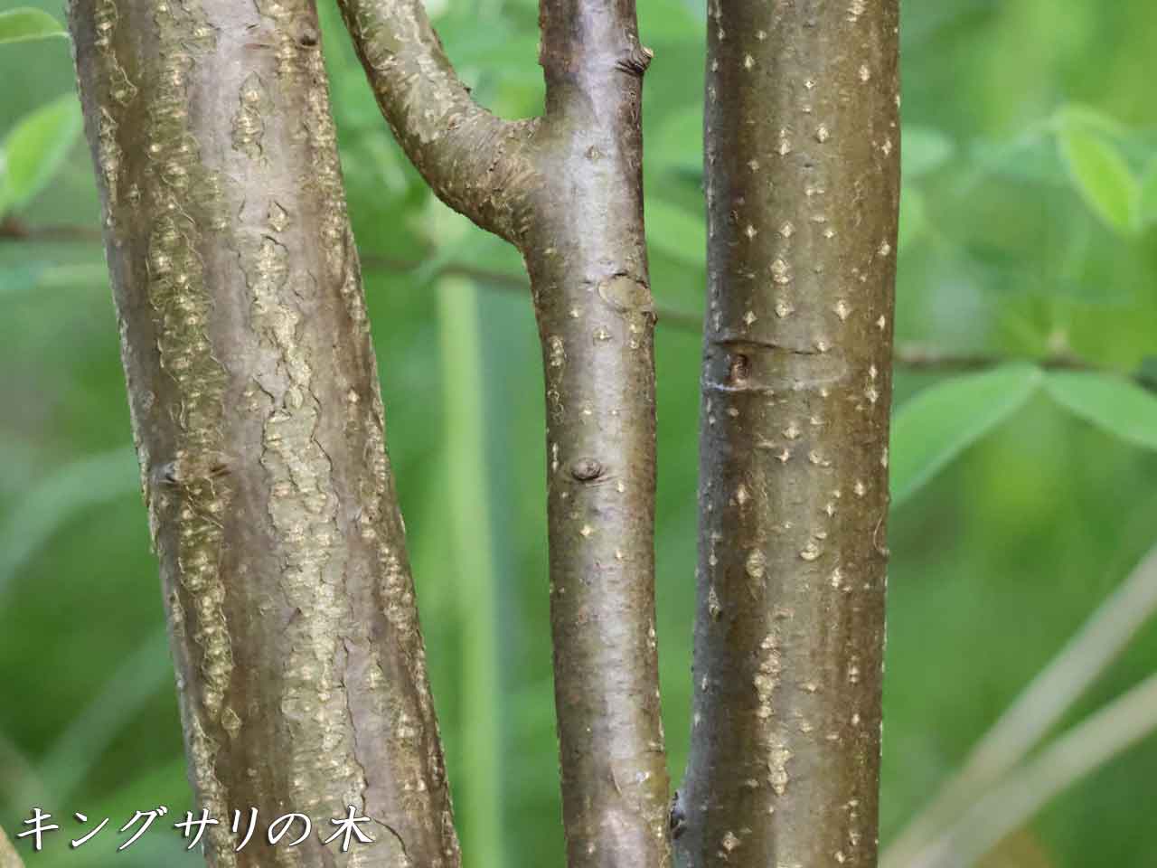 キングサリの木