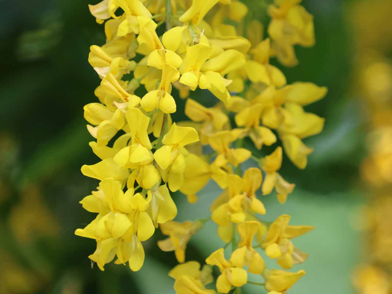 黄色い花