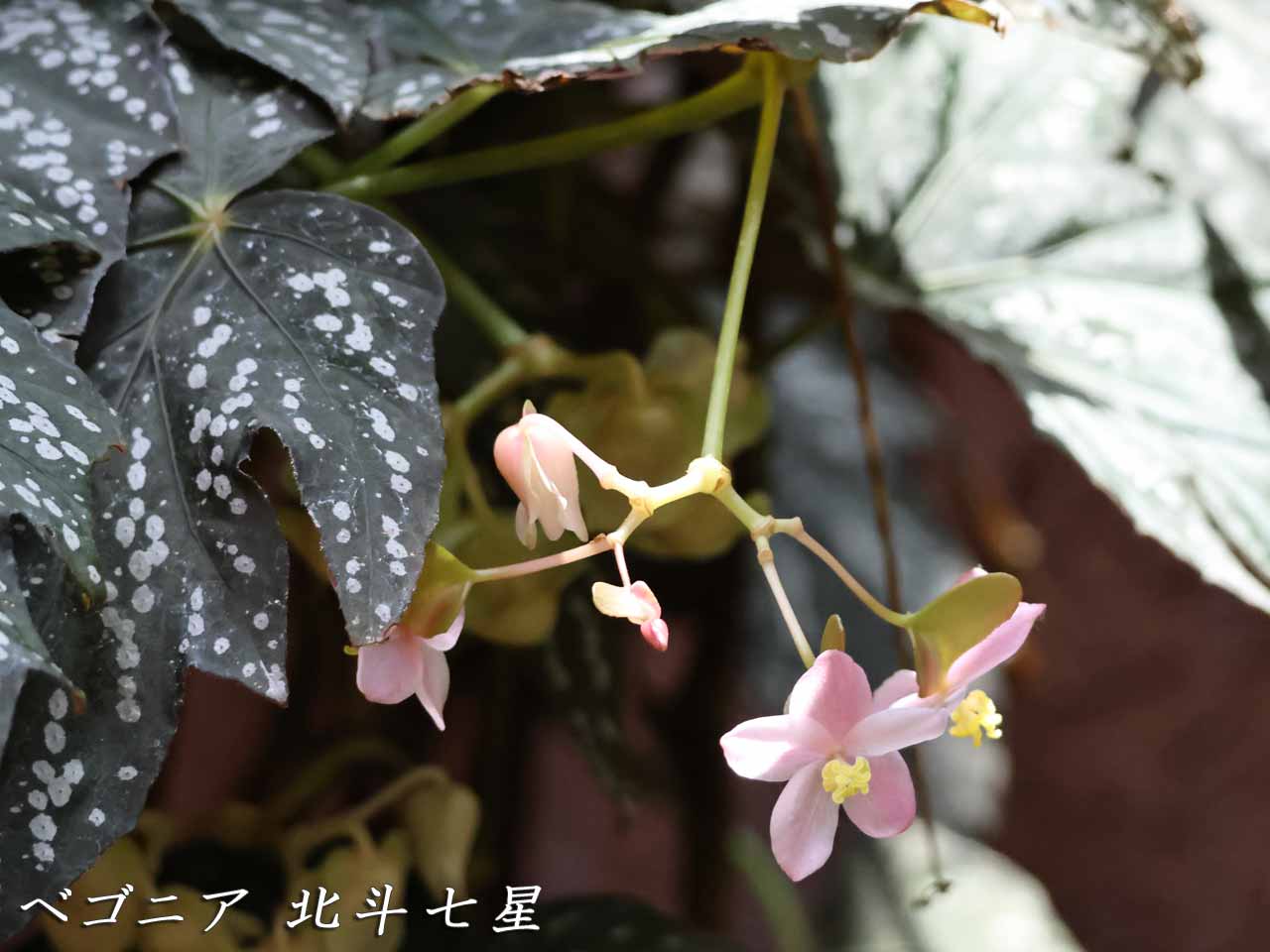 木立性ベゴニア 北斗七星