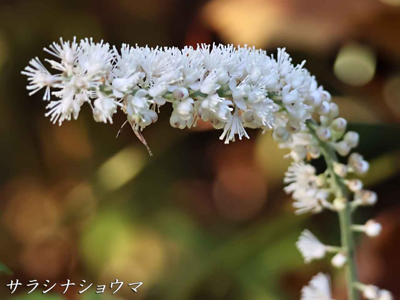 サラシナショウマ(晒菜升麻)