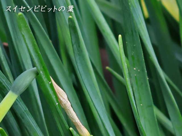 水仙ピピット、葉
