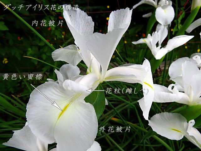 ダッチアイリス、花の構造