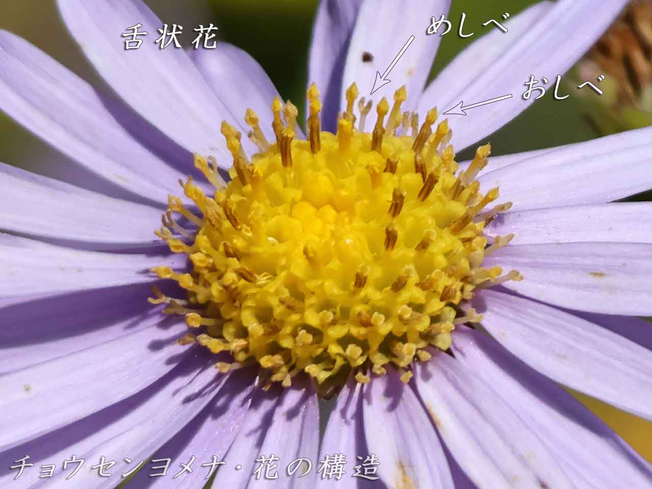 チョウセンヨメナ、花の構造