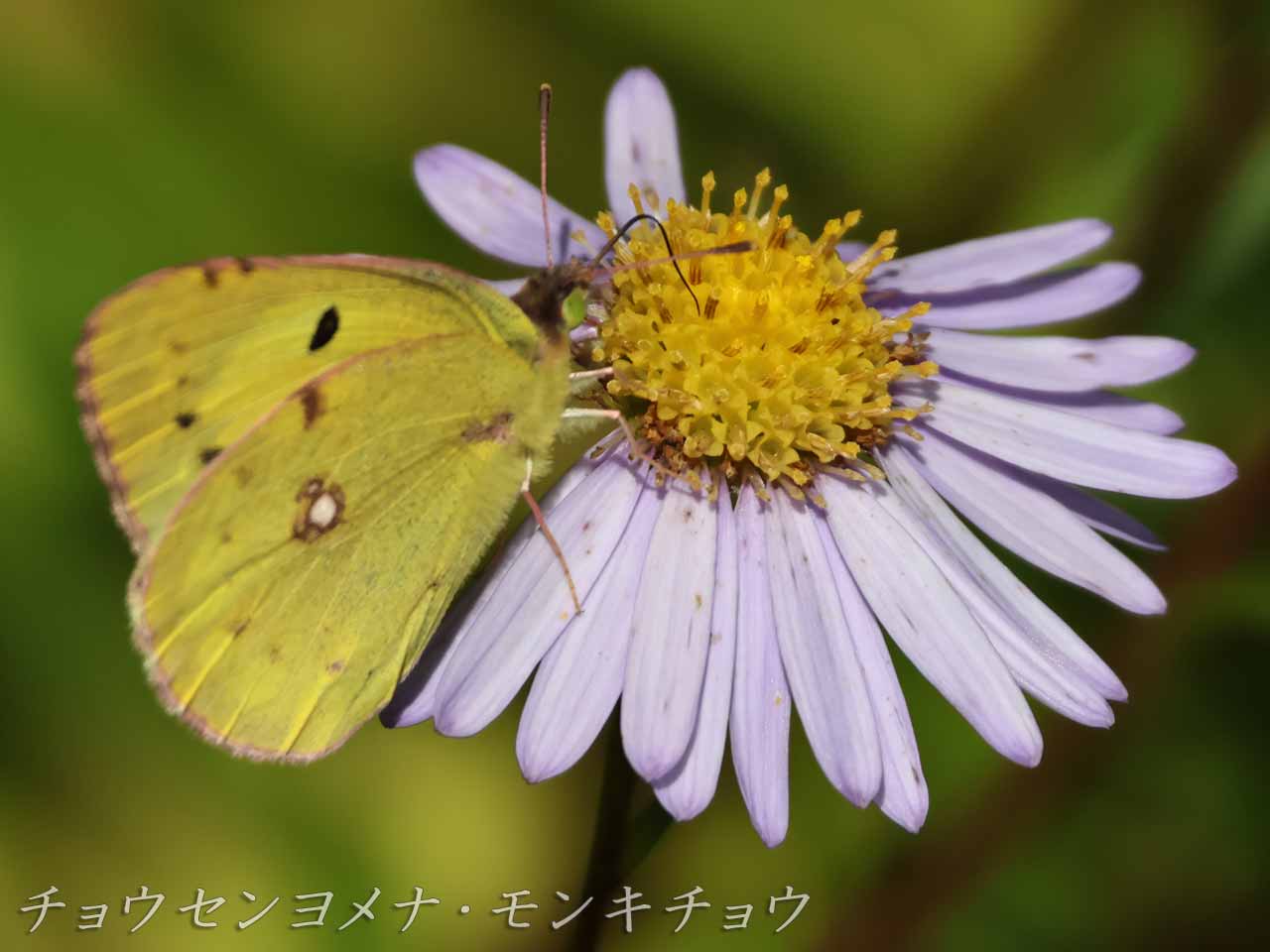 チョウセンヨメナの蜜を吸う蝶