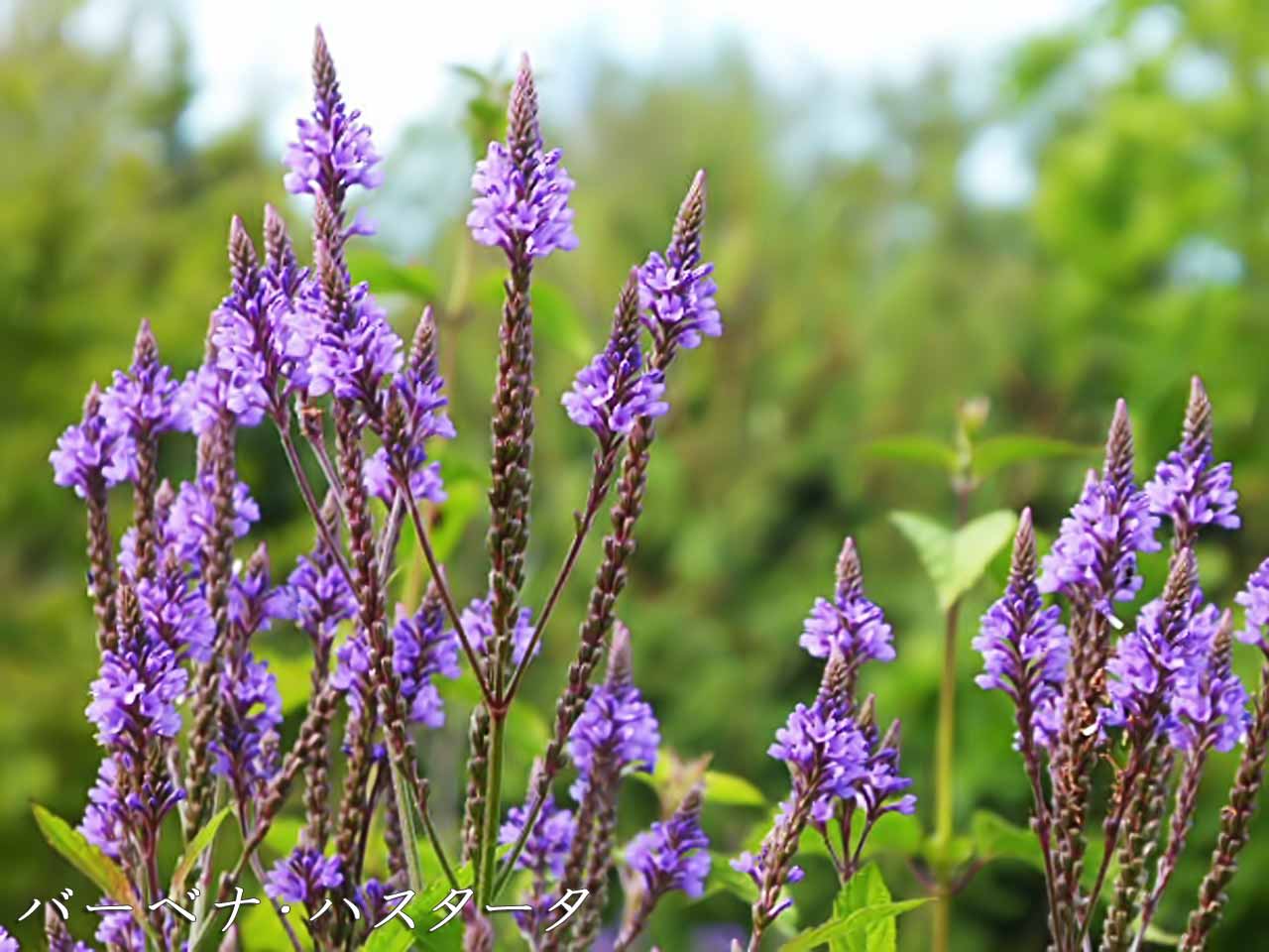 バーベナハスタータ