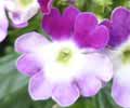 紫の花