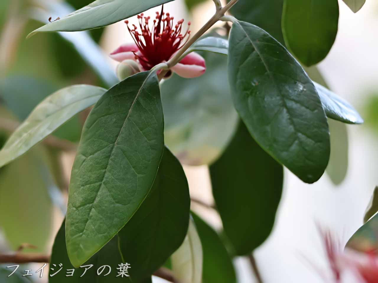 フェイジョアの葉