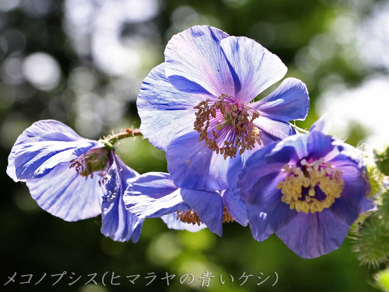 メコノプシス
