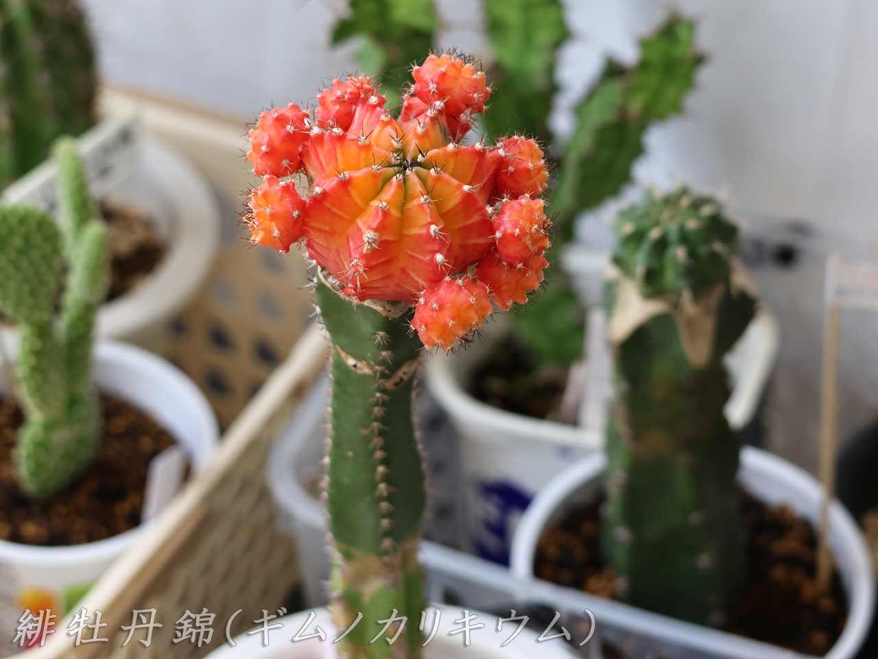 緋牡丹錦・ギムノカリキウム