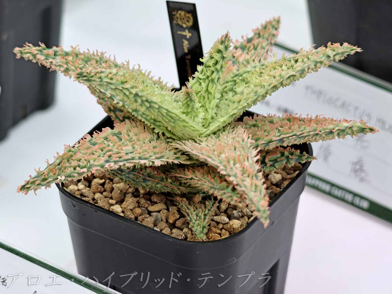 アロエ・ハイブリッド・テンプラ