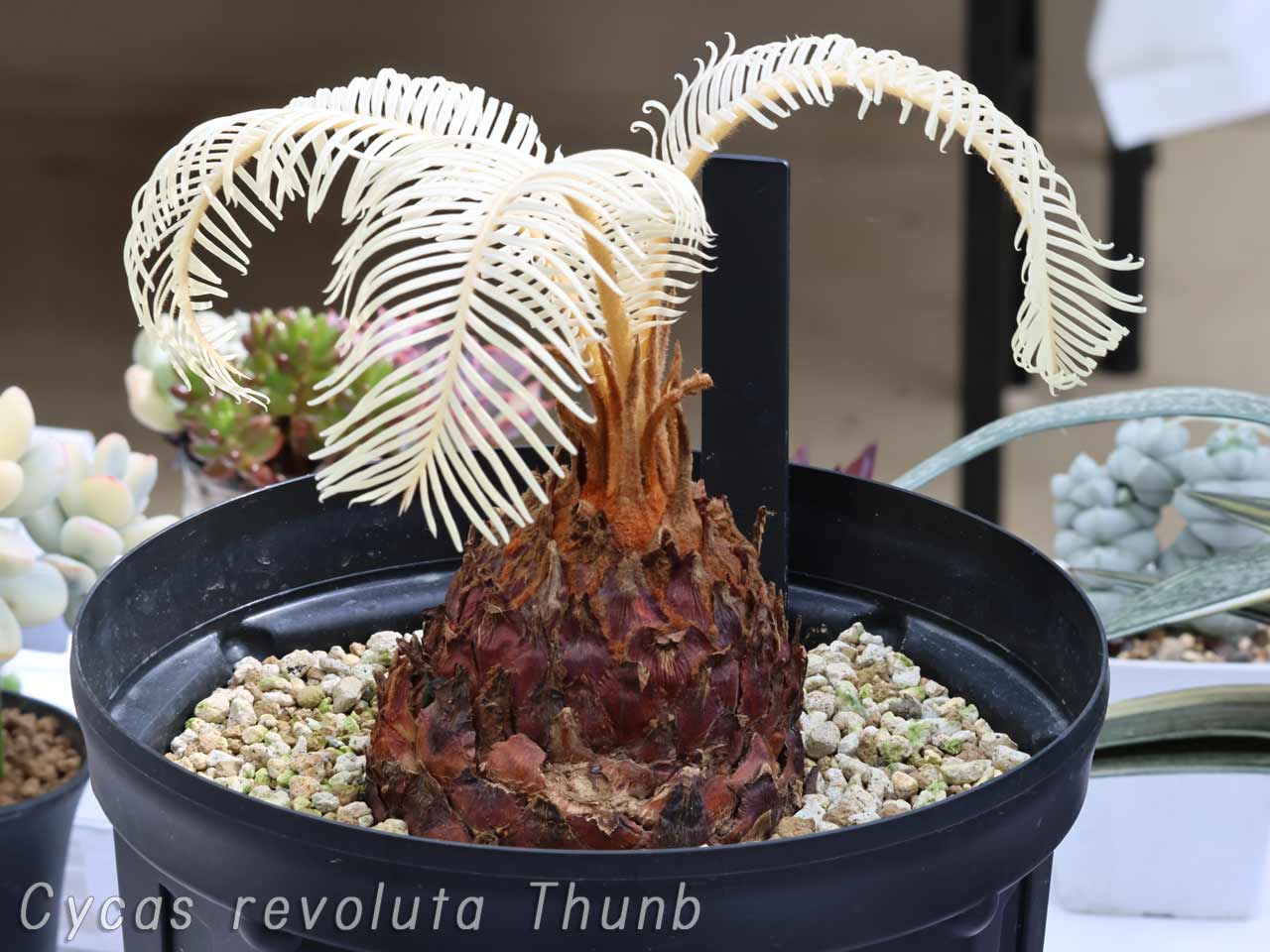 Variegated Cycas revoluta Thunb