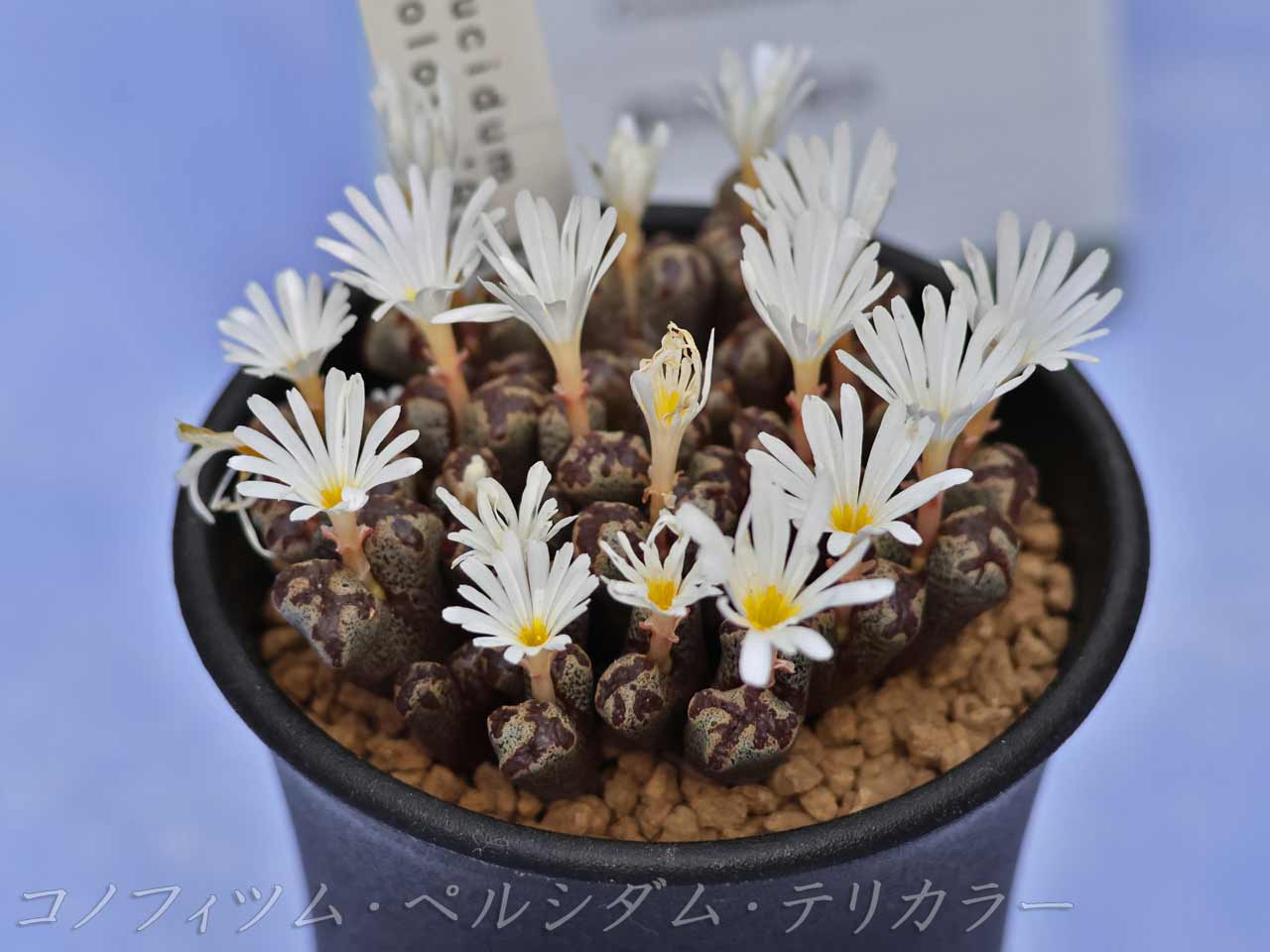 コノフィツム・ペルシダム(花色:白)