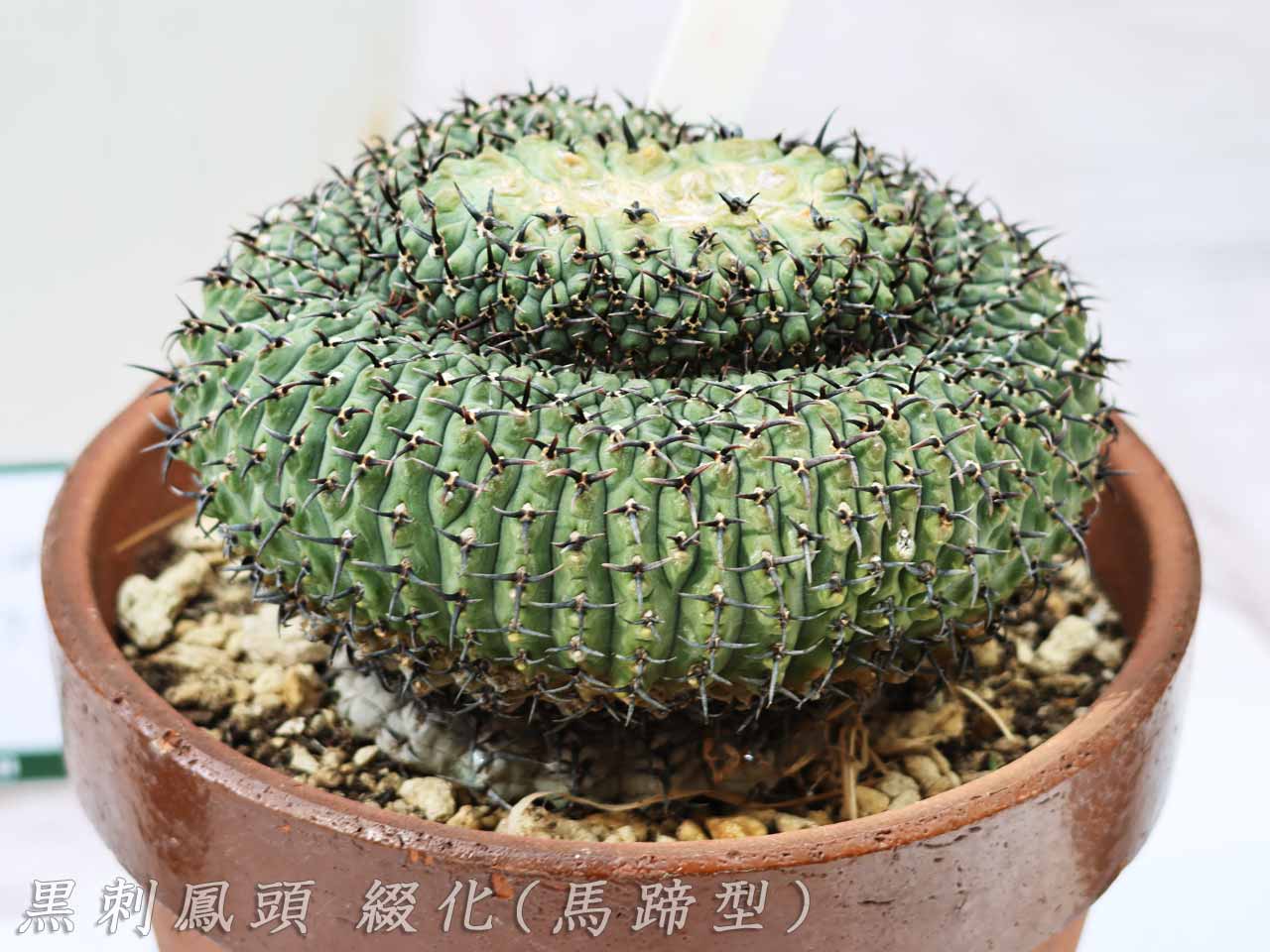 黒短刺太刺鳳頭馬蹄綴化