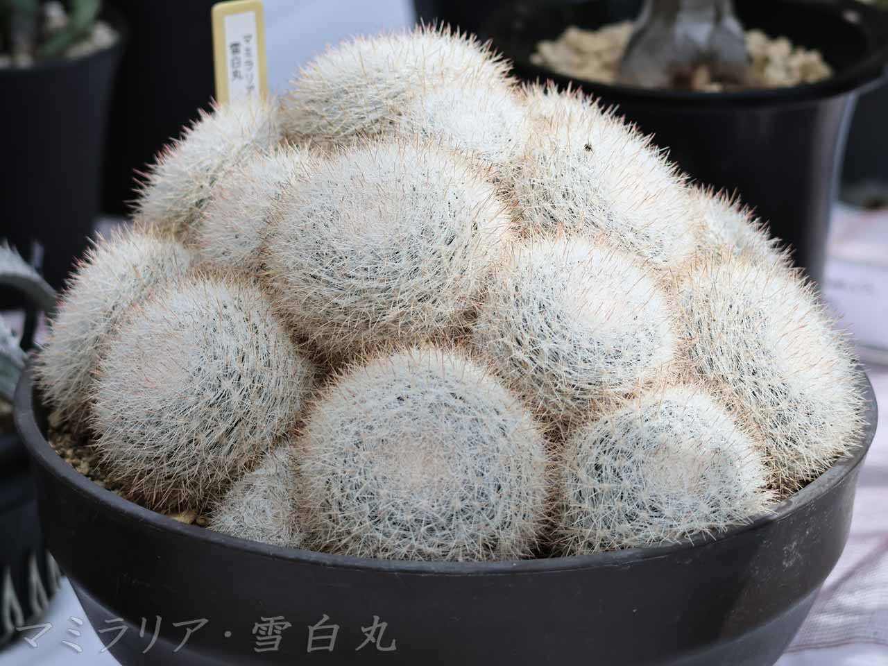 マミラリア・雪白丸