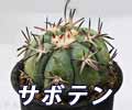 サボテン・多肉植物